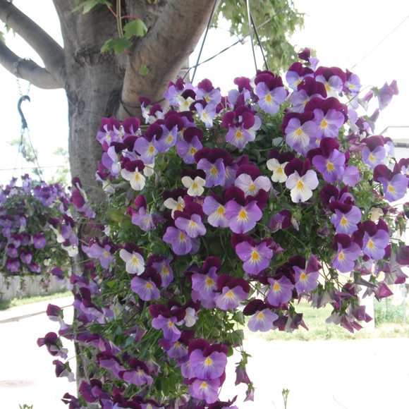 Meet your Posher, Sofie - Picture 4 of 8